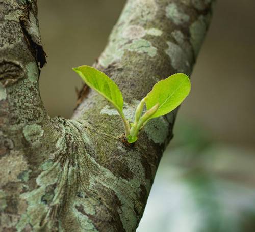 Apfelbaum Trieb