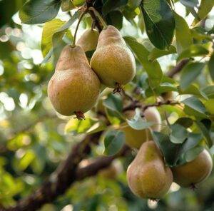 Pear tree