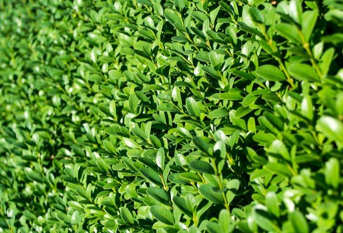 Boxwood