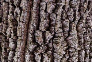 Ash tree bark