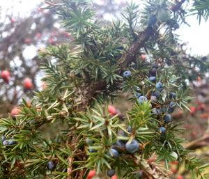 Juniper shrub